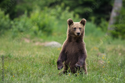 Wild Carpathian brown bear cub while standing in natural environment.