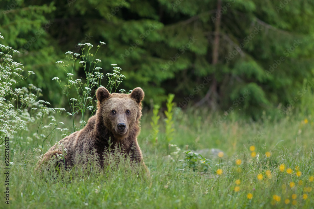 Obraz premium Wild Carpathian brown bear cub while sitting in the grass.
