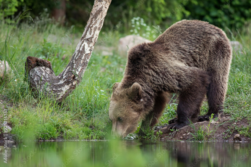 Obraz premium Wild Carpathian brown bear while drinking water from a lake.