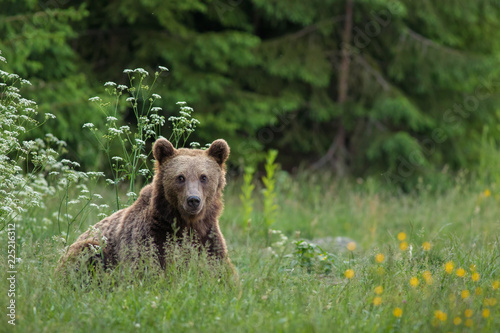 Wild Carpathian brown bear cub while sitting in the grass.