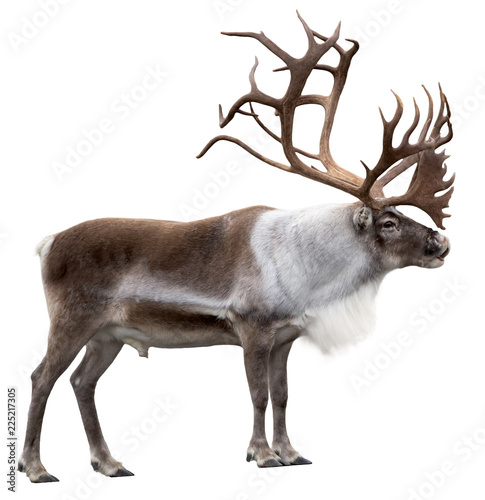 Reindeer with huge antlers  isolated on the white background - side view photo