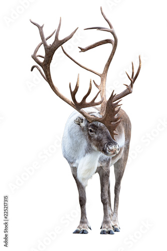 Fototapeta Naklejka Na Ścianę i Meble -  Reindeer with huge antlers  isolated on the white background - front view