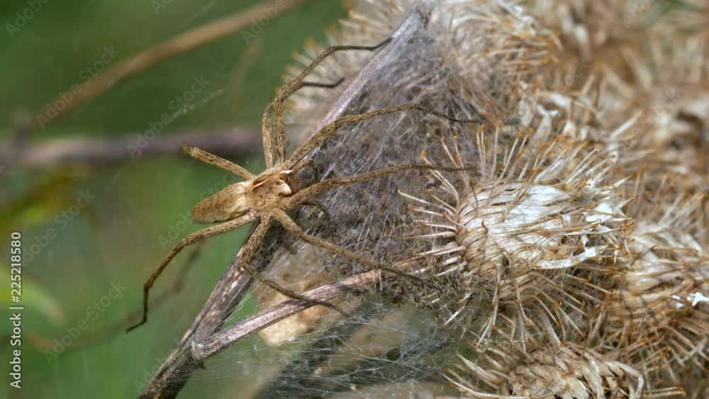 Nursery web spider Pisaura mirabilis guarding its offspring Nursery web spider Pisaura mirabilis guarding its offspring