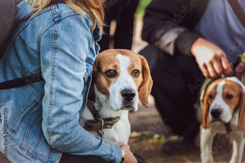 Beautiful Beagle at the Dog Show at the hands of the owner