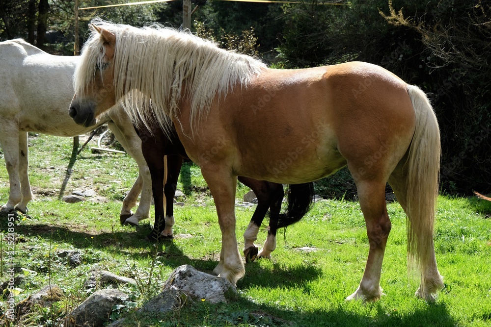 Obraz premium cavallo animale mammifero fattoria marrone equino erba prato pascolo rurale campo