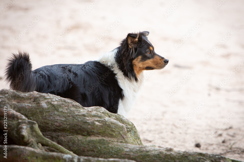 Australian shepherd behind a tree Australian shepherd behind a tree