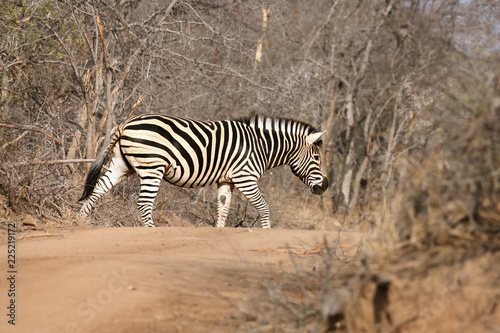 The plains zebra  Equus quagga  formerly Equus burchellii  or common zebra or Burchell s zebra is walking across the dusty road during safari in the bush