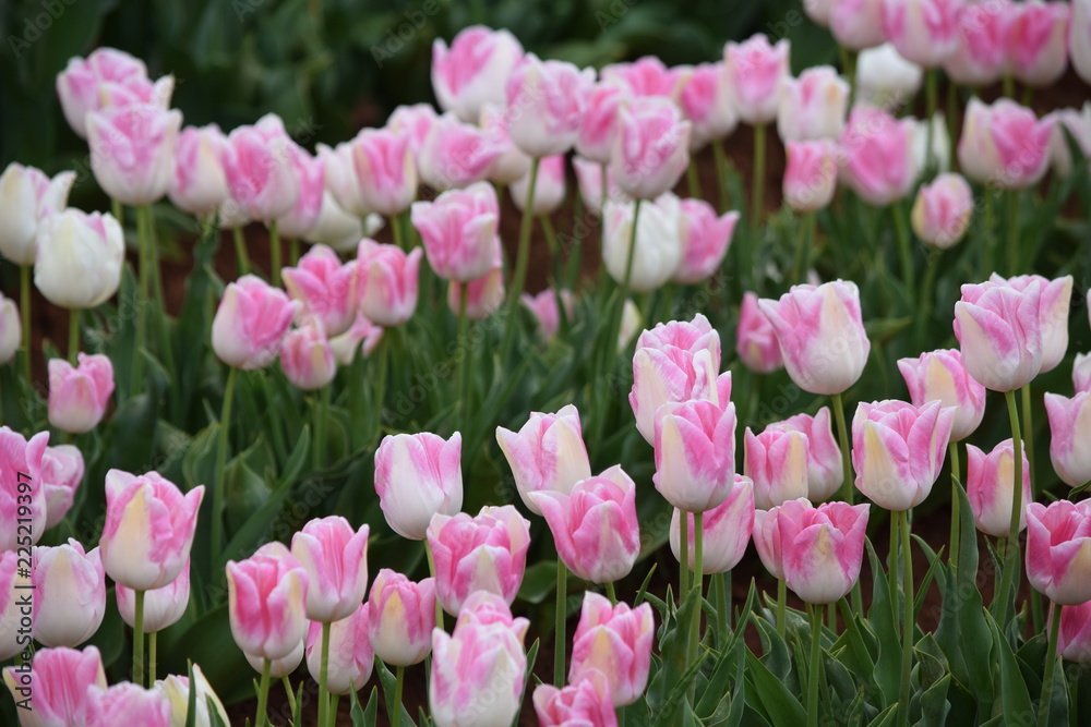 Fototapeta premium pink and white tulip flowers in the garden