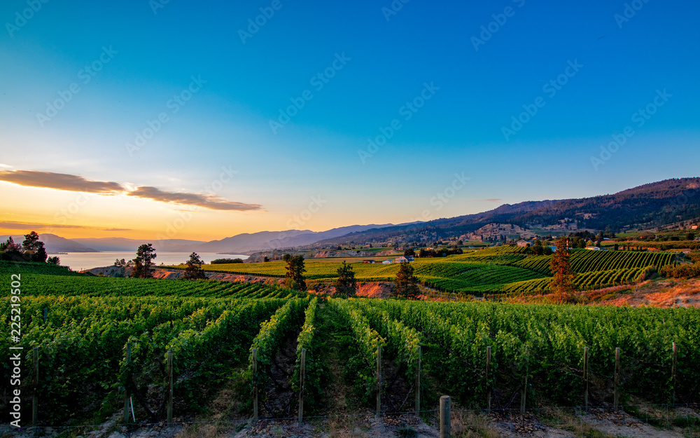 Sun Shines on the Rolling Hills of wine country