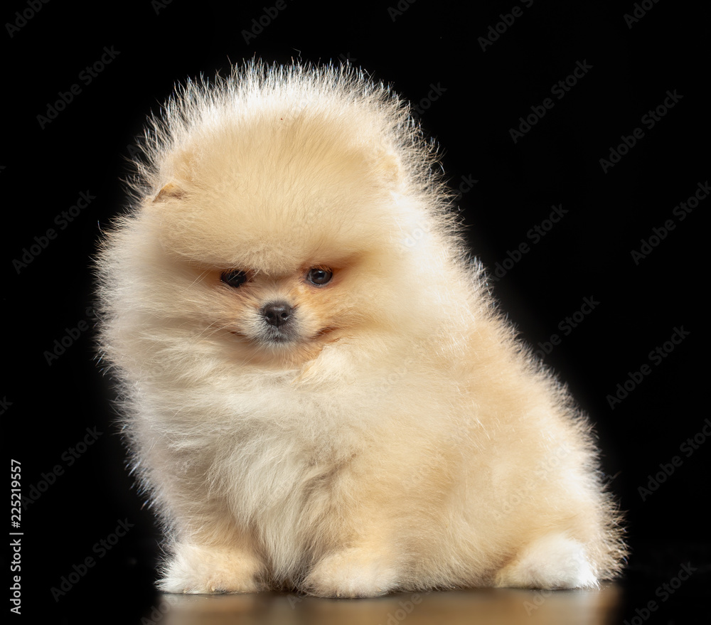 Puppy spitz Dog Isolated on Black Background in studio Puppy spitz Dog Isolated on Black Background in studio