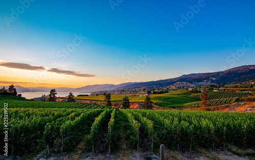 Sun Shines on the Rolling Hills of wine country