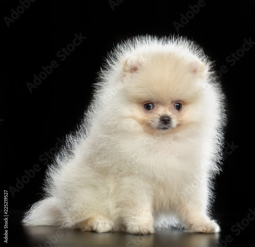 Puppy spitz Dog Isolated on Black Background in studio