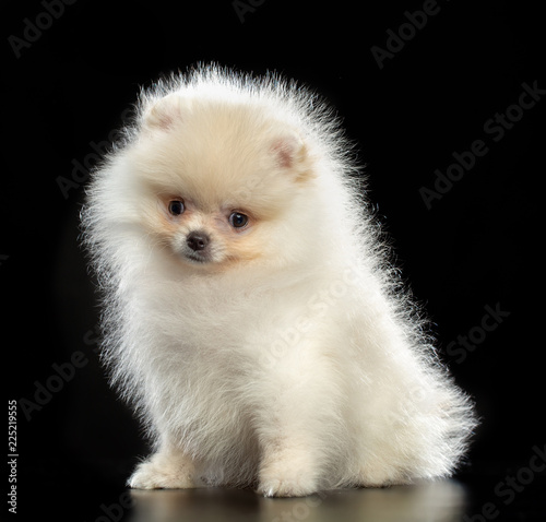 Puppy spitz Dog Isolated on Black Background in studio