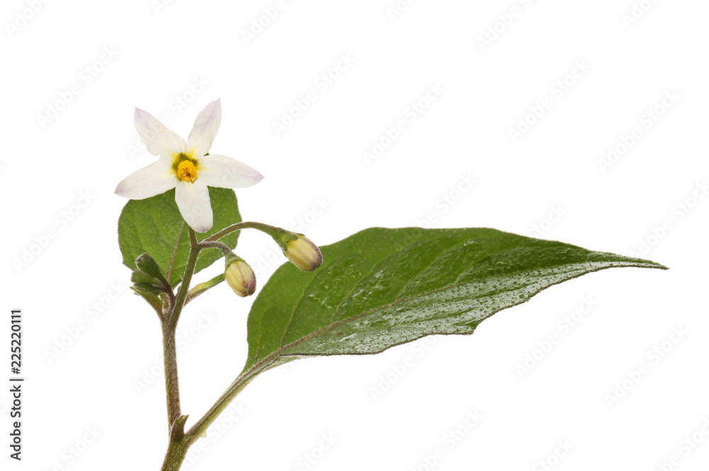 Black nightshade flower and leaf Black nightshade flower and leaf