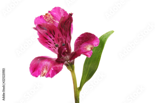 Fototapeta Naklejka Na Ścianę i Meble -  Purple alstroemeria flower