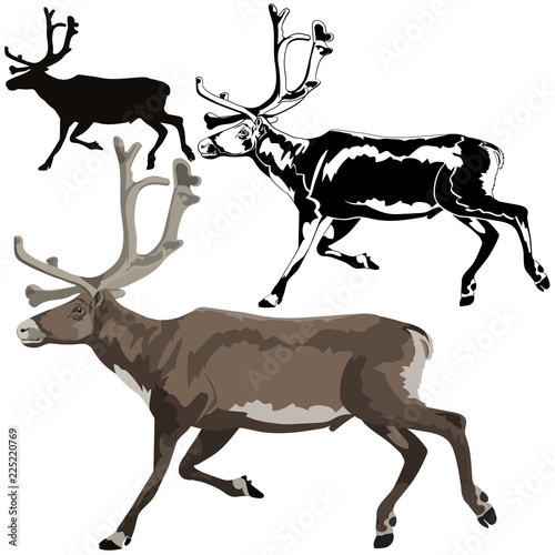Reindeer aka caribou or Arctic deer