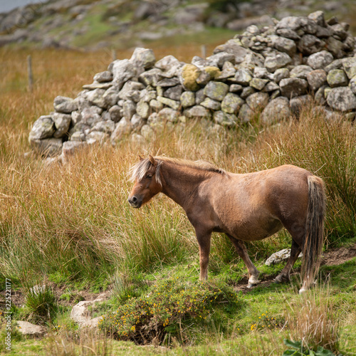 Stunning image of wild pony in Snowdonia landscape in Autumn