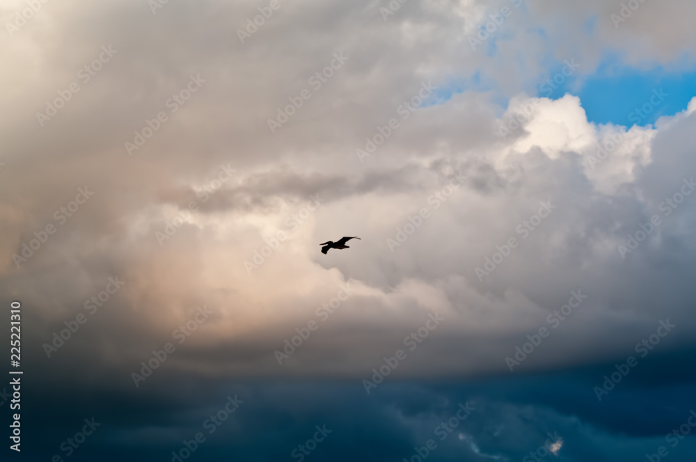 Lone Pelican in Flight - Silhouette Lone Pelican in Flight - Silhouette