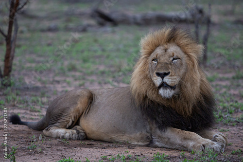 Fototapeta Naklejka Na Ścianę i Meble -  Big male lion - full body