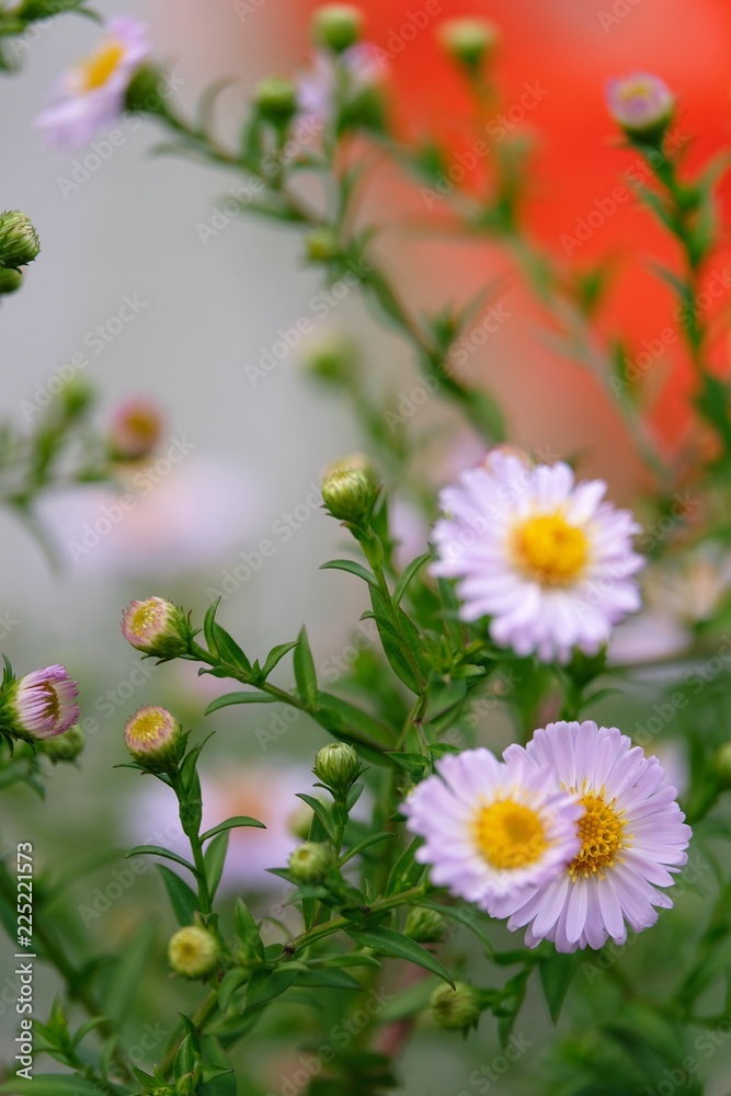 Fototapeta premium fiore natura bianco margherita petalo giardino bianco verde flora 