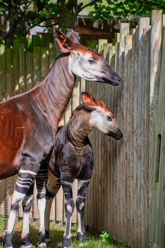 Tapety artystyczne Baby Okapi with her mum