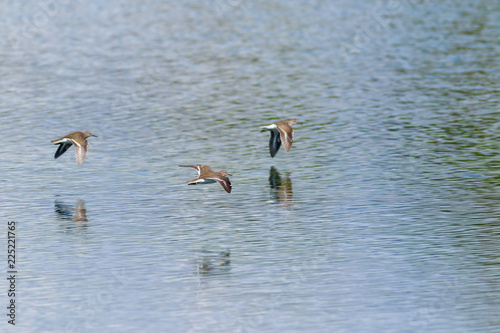 Common Sandpiper (Actitis hypoleucos)