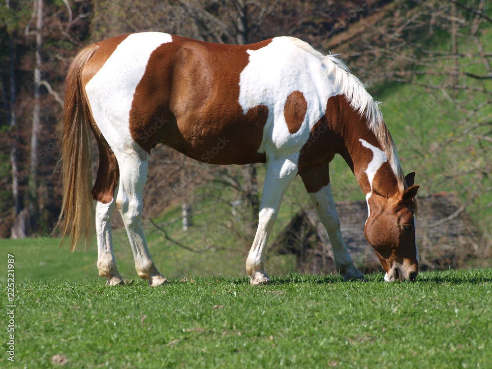 Cheval de Hesse dans un pré de Forêt-Noire, originaire de Hesse en Allemagne