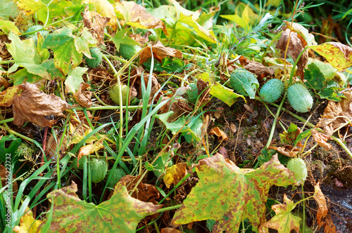 Ecballium, annual mad cucumber plant. Wild cucumber plant. photo