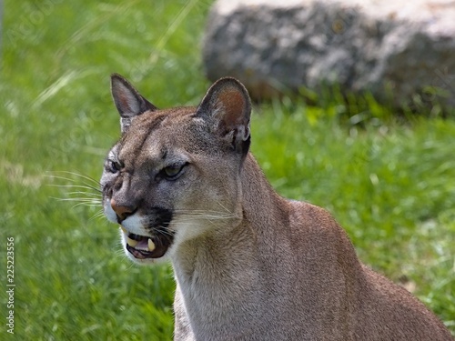 Puma concolor