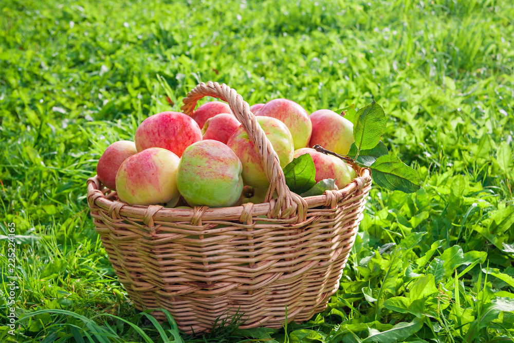 harvest juicy ripe fruit apples in basket harvest juicy ripe fruit apples in basket