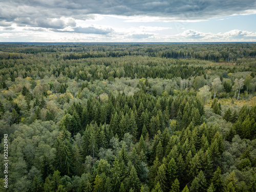 Aerial view of pine forest with heavy clouds in background. Autumn background.