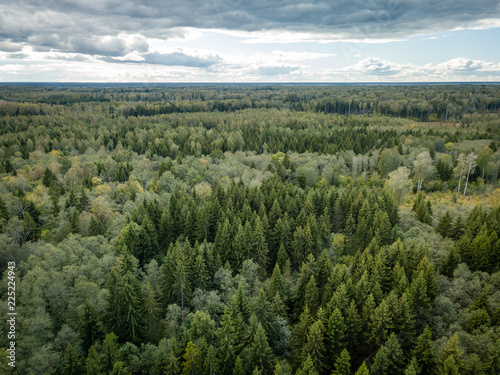 Aerial view of pine forest with heavy clouds in background. Autumn background.