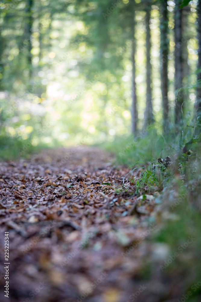 Fototapeta premium Waldboden und Wald, Textfreiraum / Hintergrundgrafik