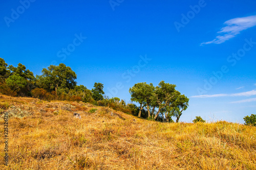 View on the old trees in the countryside of South France on a sunny day.