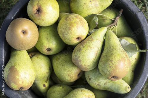 organic pears in a bucket freshly harvested from the orchard, high angle view from above