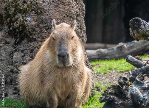 Close up of a capybara photo