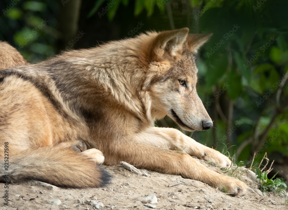 Closeup of an Eurasian wolf, also know as common wolf, Russian forest wolf. A subspecies of the European grey wolf