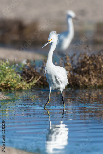 Hungry white Egret and his reflection walking along the shore of estuary during morning hunt. © motionshooter