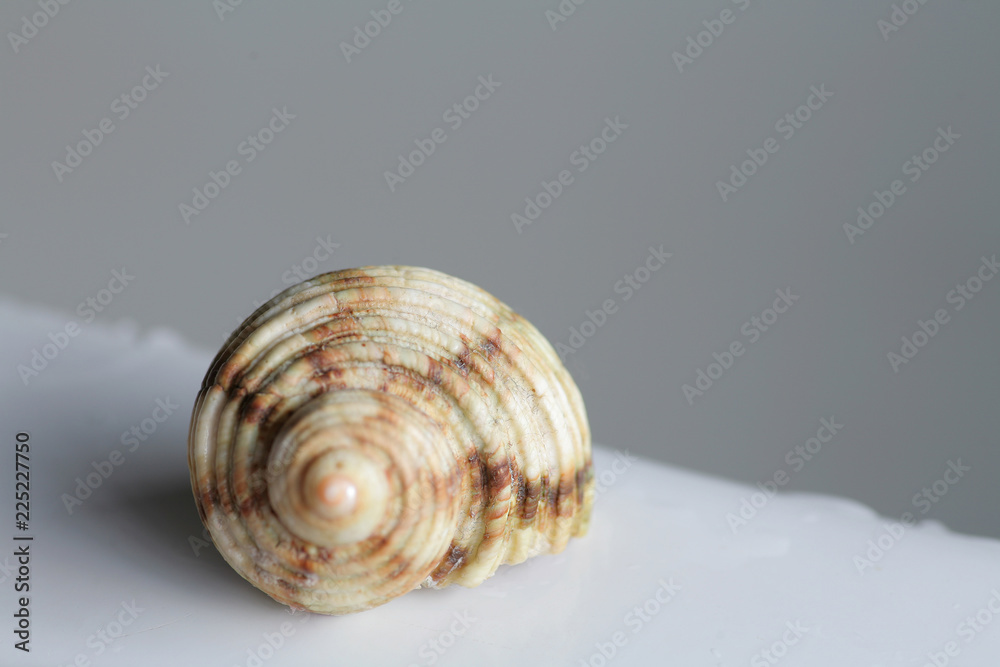 Spiral shell in the bath spa concept, copspace y Spiral shell in the bath spa concept, copspace y