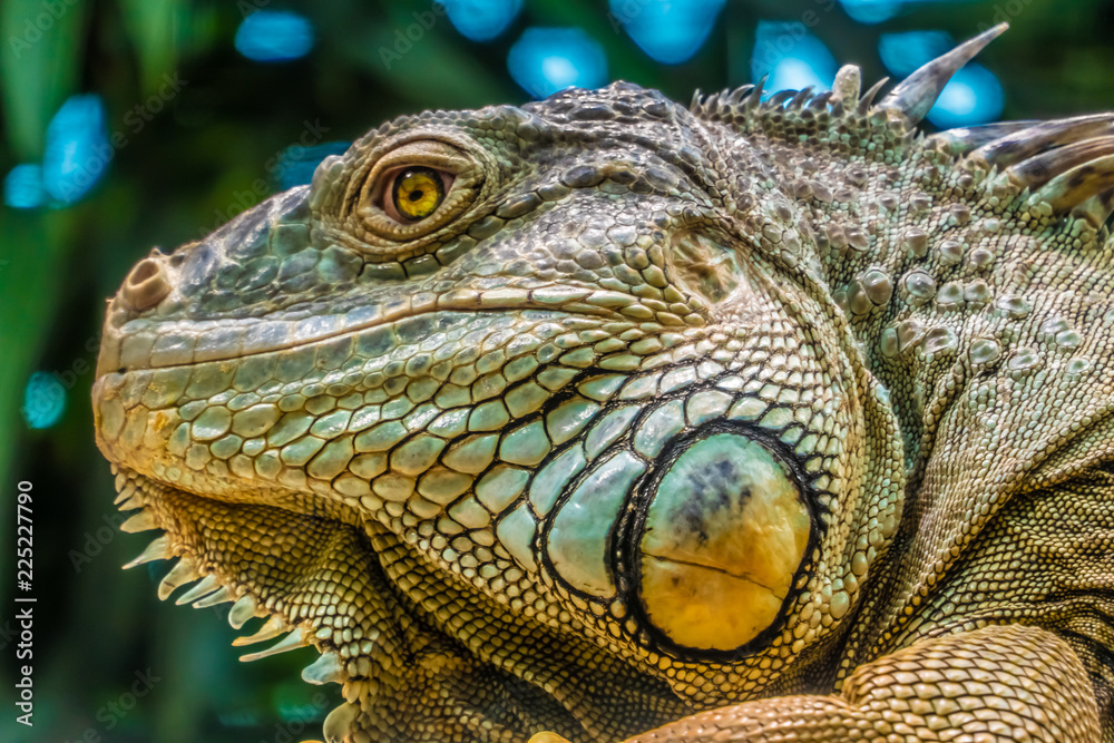 Fototapeta premium Iguana, native to tropical areas of Mexico, Central America, South America, and the Caribbean.