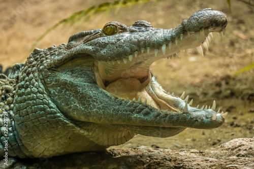 Closeup of a nile crocodile with open mouth