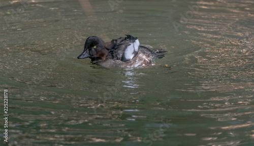 Earth Toned Plumage on a Golden Eye Duck in a Lake