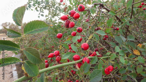 Ramas de arbusto de planta silvestre con fruto de otoño de baya de rosa mosqueta. Frutos rojos del bosque en Zamora, España