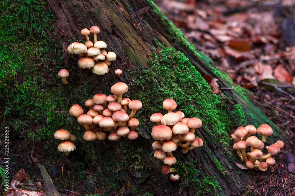 Fototapeta premium Close up view of many orange mushrooms growing from a bottom of tree.