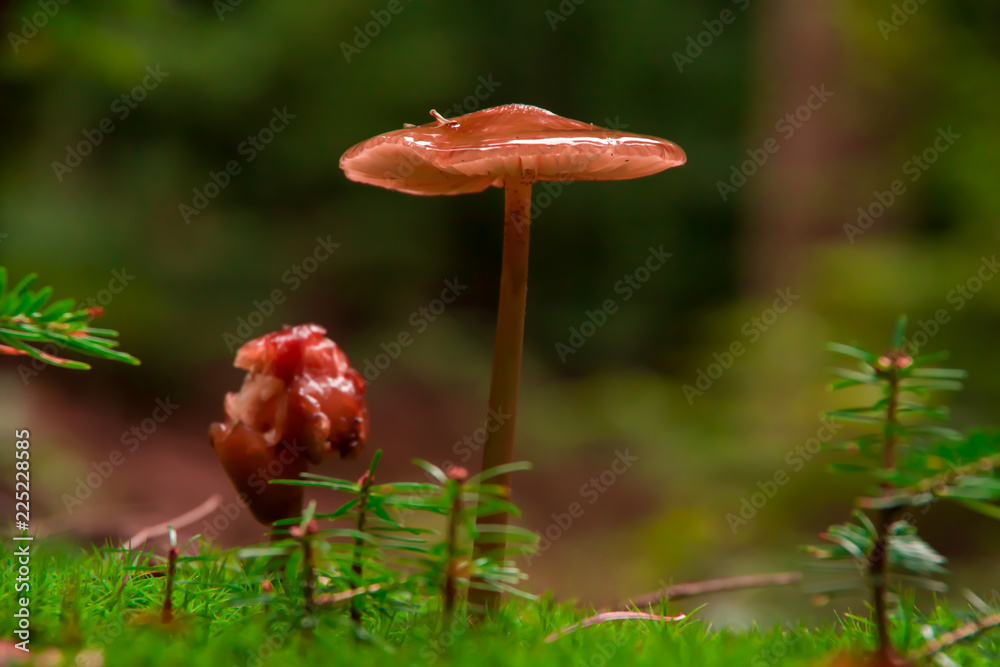 Close up view of one orange mushroom standing above green blurred grass.