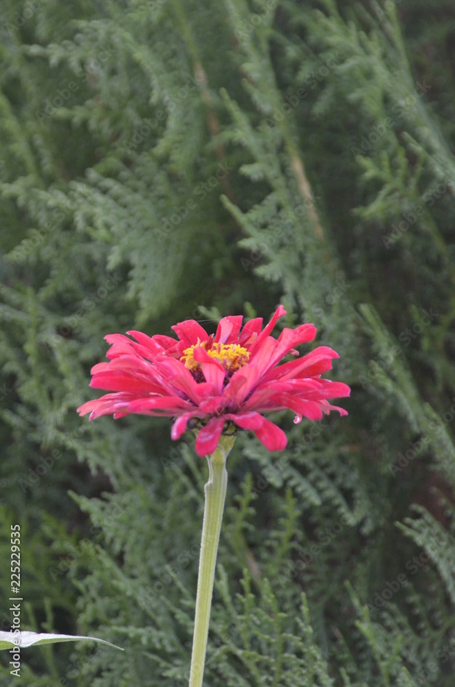 Gerberas framed by green foliage on a summer day Gerberas framed by green foliage on a summer day