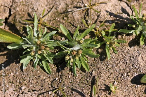 Cuadro en lienzo Sumpf-Ruhrkraut (Gnaphalium uliginosum) und Schlammling (Limosella aquatica)  a