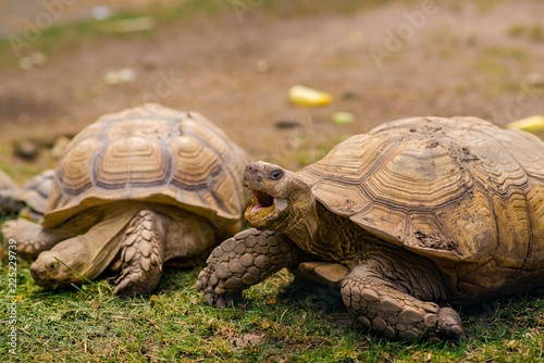 Turtles on grass detail close up portrait
