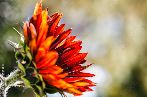 Fototapeta Naklejka Na Ścianę i Meble -  Rote Sonnenblume im Gegenlicht von der Seite