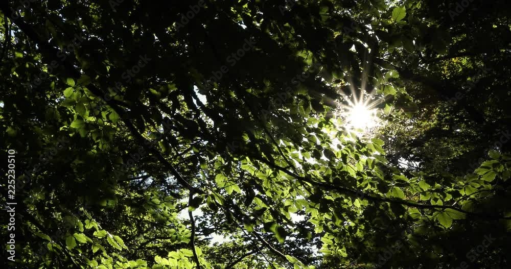 Sunlight rays through beech leaves in the forest. Sunlight rays through beech leaves in the forest.